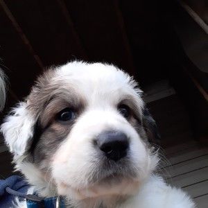 Meet your Posher, Ramona